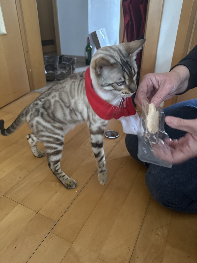 catsonly