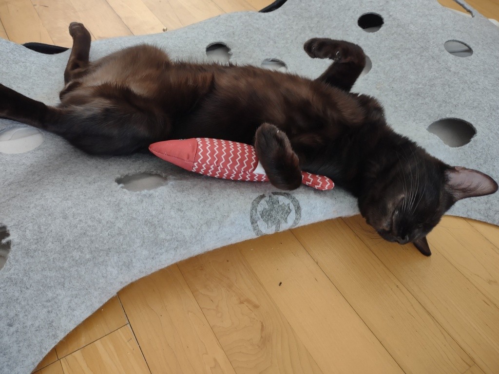 catsonly
