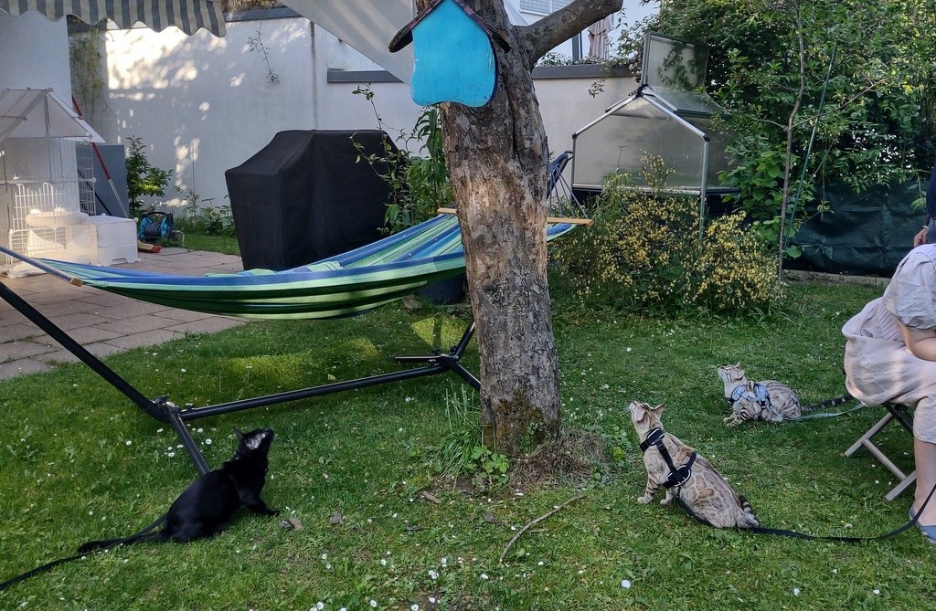 catsonly