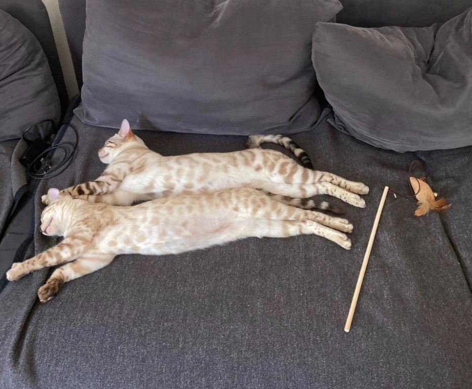 catsonly