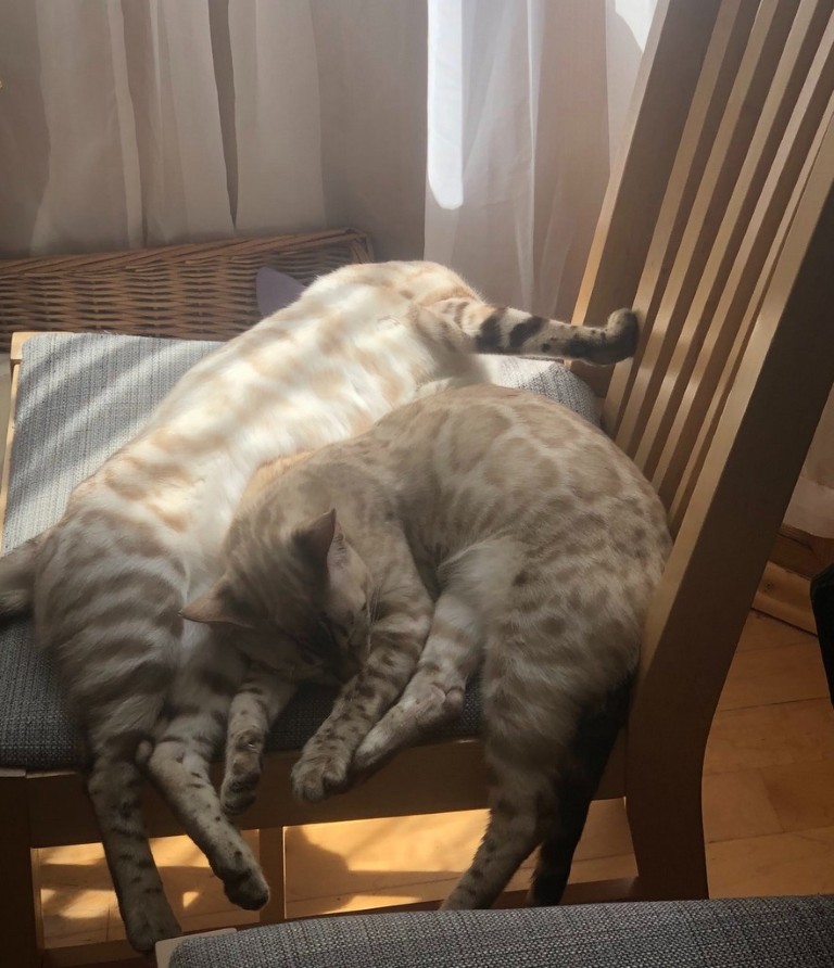 catsonly